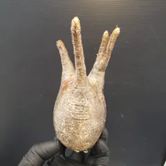 2025年最新】グラキリス ベアルートの人気アイテム - メルカリ