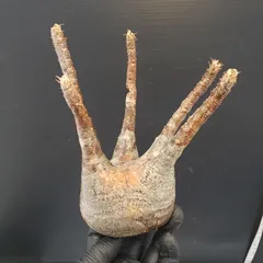 2025年最新】グラキリス ベアルートの人気アイテム - メルカリ