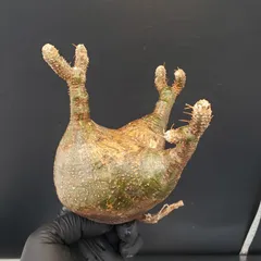 ア*ー様 グラキリス 現地球 根本峻吾⁡鉢付き 美株 発根済み 長期管理株