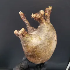 2025年最新】グラキリス ベアルートの人気アイテム - メルカリ