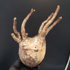 2025年最新】グラキリス 現地球の人気アイテム - メルカリ