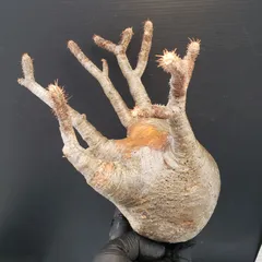 2025年最新】グラキリス 現地球の人気アイテム - メルカリ