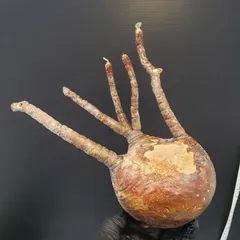 2025年最新】グラキリス ベアルートの人気アイテム - メルカリ