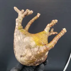 2025年最新】グラキリス ベアルートの人気アイテム - メルカリ