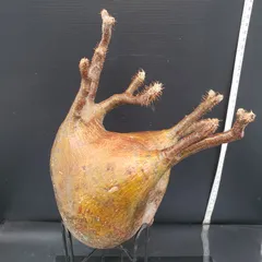 2025年最新】グラキリス ベアルートの人気アイテム - メルカリ