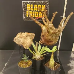 2025年最新】グラキリス ベアルートの人気アイテム - メルカリ