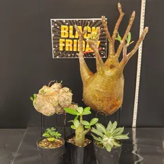 2025年最新】グラキリス ベアルートの人気アイテム - メルカリ