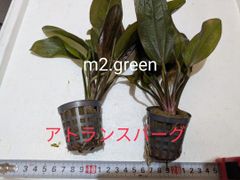 エキノドルス　アトランスバーグ　AL便　1POT　（アルストランベルグ）