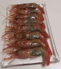 【まいづる食品サンプル】海老　エビ　えび　本物そっくり　単品売り② まいづる食品サンプル】海老 エビ えび 本物そっくり 単品売り②