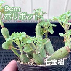 多肉植物 セネシオ 七宝樹 - メルカリ