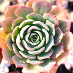 2025年最新】多肉植物シムランスの人気アイテム - メルカリ