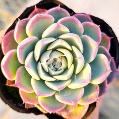 多肉植物 エケベリア 7種セット cv6 抜き苗 - メルカリ