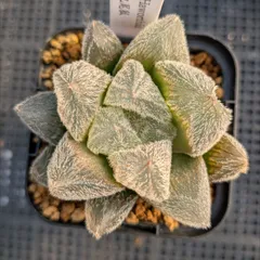 ハオルチア 九尾狐錦(子株付き） ハオルチア 九尾狐錦(子株付き）