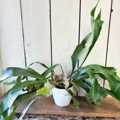 ビカクシダ・ビーチー　苔玉仕立て　※メルカリ便発送　【大株、一点物】 65e3a5f7c60fb7575e31bd79d020d6