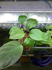 熱帯植物　ホマロメナsp. ランガット スマトラ ウタラ　鯆ドルフィン 熱帯植物 ホマロメナsp. ランガット スマトラ ウタラ 鯆ドルフィン