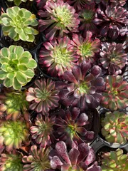 NT34 カット苗32株✨アエオニウム詰め合わせセット／多肉植物／エケベリア・韓国苗／佐川急便発送