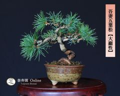 山採り赤松 懸崖づくり 盆栽【泰寿園 Online】現品 一点物 赤松 松