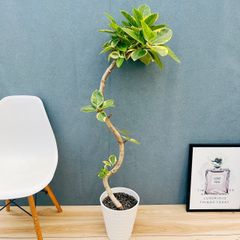 現品］A インドボダイジュ 7号 フィカスレリギオーサ 曲がり 観葉植物