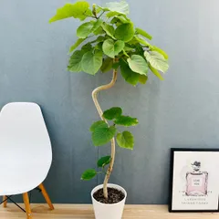 2025年最新】ウンベラータ 大型の人気アイテム - メルカリ