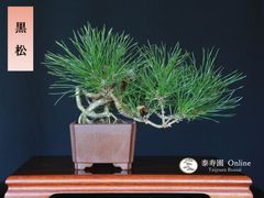 糸魚川真柏（捻転幹・ジン・シャリ）小品盆栽 【泰寿園 Online】現品