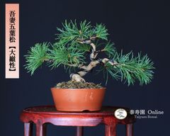 吾妻五葉松【宝来】ホウライ ミニ盆栽 小品盆栽【泰寿園 Online】 現品