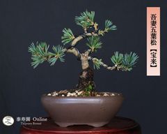 糸魚川真柏（捻転幹・ジン・シャリ）小品盆栽 【泰寿園 Online】現品