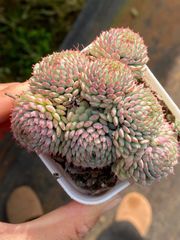 新入荷 アイスボール QS1229×24苗 抜き苗 多肉植物 詰め合わせ