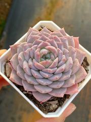 新入荷 ミニベル錦 MT725×18苗 抜き苗 多肉植物 詰め合わせ