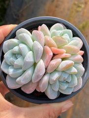 新入荷 アイスボール QS1229×24苗 抜き苗 多肉植物 詰め合わせ