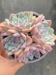 新入荷 アイスボール QS1229×24苗 抜き苗 多肉植物 詰め合わせ