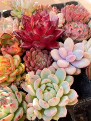 2025年最新】多肉植物 エケベリア セットの人気アイテム - メルカリ