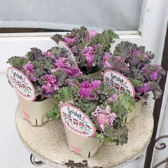 Kaorin　クリスマスローズ 葉牡丹 千両 クロッカス Kaorin様専用 クリスマスローズ 葉牡丹 千両 クロッカス Kaorin様専用