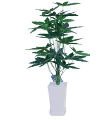 レア♡パキラ♡ミルキーウェイ♡接木♡6号♡お鉢ごとメルカリ便で レア