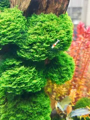 2026年最新】ada アクアデザインアマノの人気アイテム - メルカリ