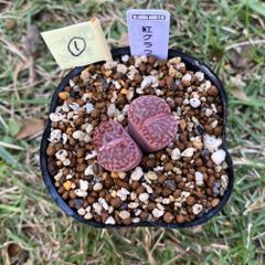 多肉植物 抜き苗 エケベリア ジャシリー - メルカリ