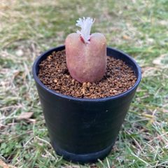 多肉植物 リトープス 抜き苗 菊章玉 j - メルカリ