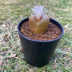 多肉植物 リトープス 抜き苗 グリーントップ 双頭 c - メルカリ