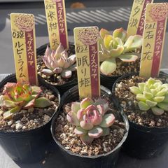 多肉植物ミックスベリア♡ルビーライム、紫紺の矢、夕波、石の花、眠り