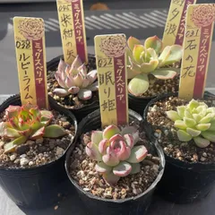 2025年最新】紫紺の矢 ミックスベリアの人気アイテム - メルカリ