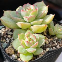 多肉植物ミックスベリア♡ルビーライム、紫紺の矢、夕波、石の花、眠り