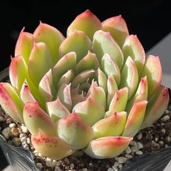 多肉植物ミックスベリア♡ストロベリーミルククラウン❤︎抜き苗