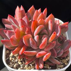 多肉植物ミックスベリア♡ストロベリーミルククラウン❤︎抜き苗