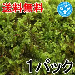 2026年最新】ハイゴケの人気アイテム - メルカリ