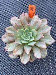ピンキー(大苗)◎多肉植物 カット苗 輸入苗 エケベリア等 - メルカリ