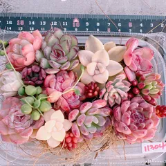 2025年最新】多肉 カット苗セットの人気アイテム - メルカリ