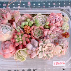 多肉植物 寄せ植えset(小）♡11306