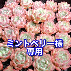 ミントベリー様専用