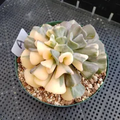 2025年最新】キュービックフロスト錦の人気アイテム - メルカリ