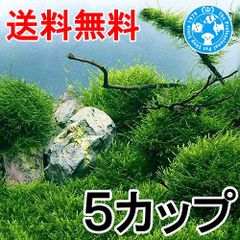 シノブゴケ 5トレー 苔 苔玉 苔リウム 苔テラリウム こけ コケ - メルカリ
