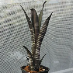 2025年最新】BILLBERGIAの人気アイテム - メルカリ